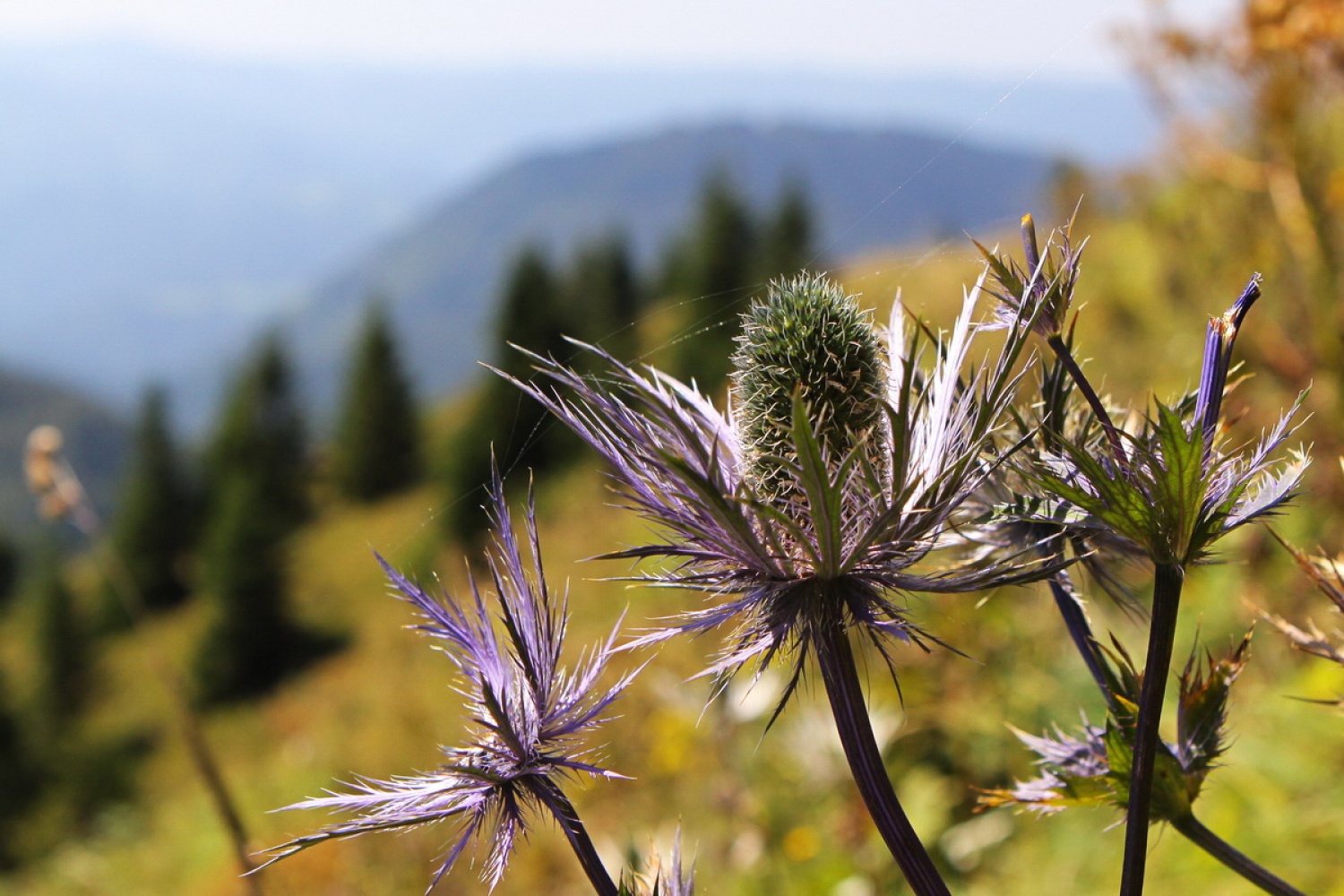 Alpska možina -  kraljica gora  (Eryngium alpinum)