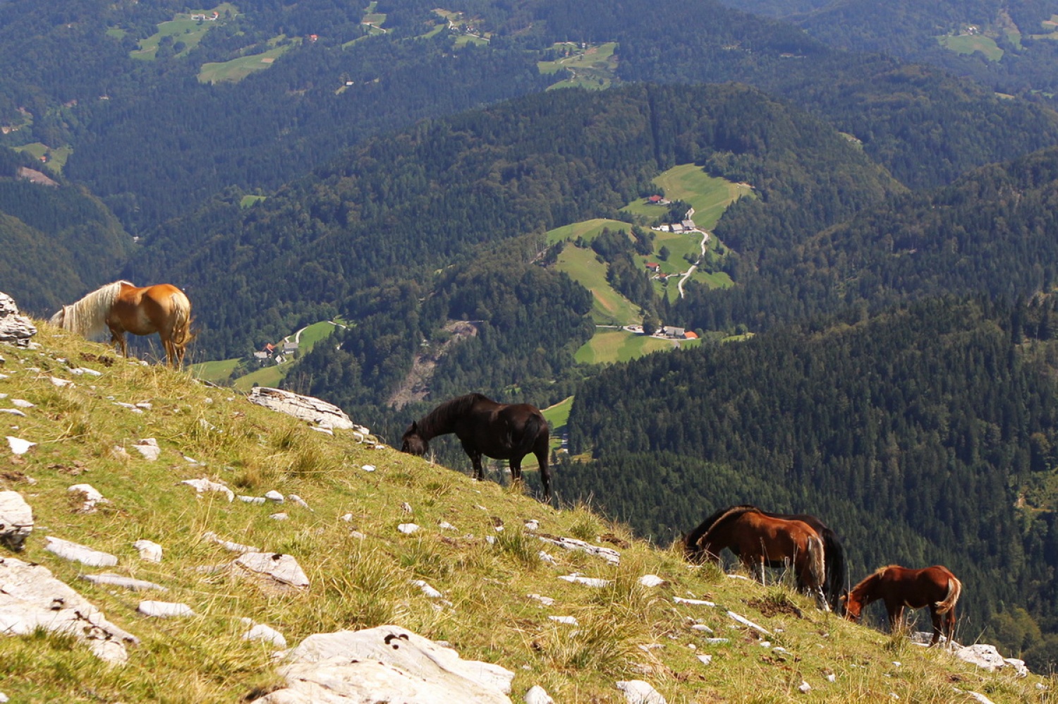 Konji se pasejo pod vrhom