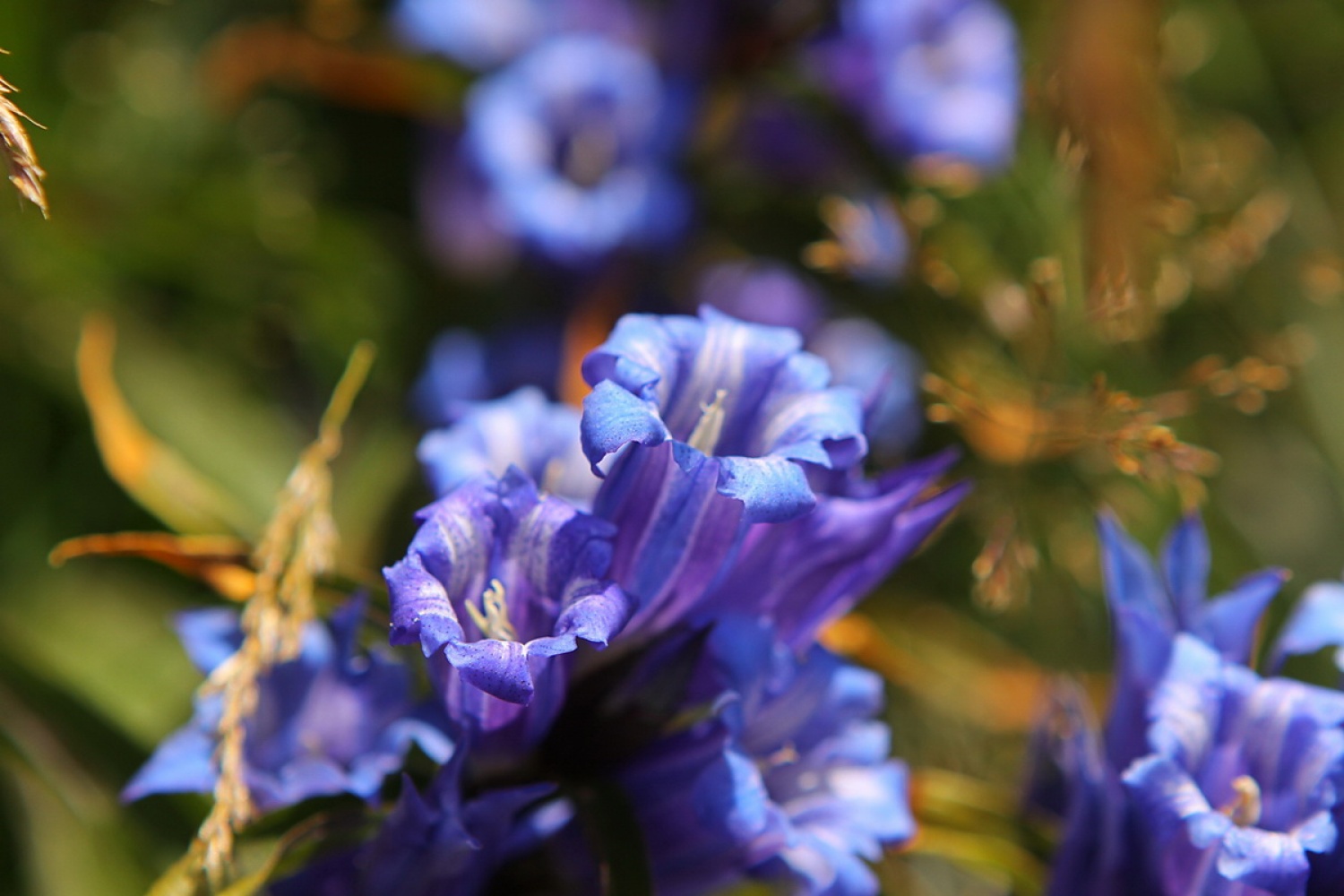 Svečnik (Gentiana asclepiadea)