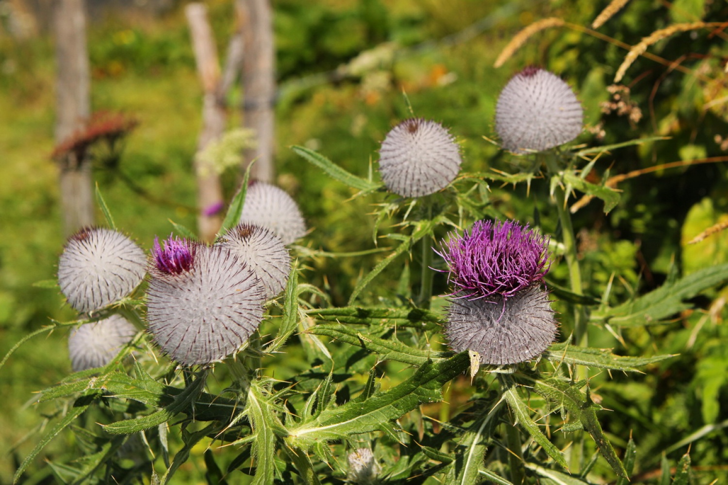 Volnatoglavi osat (Cirsium eriophorum)