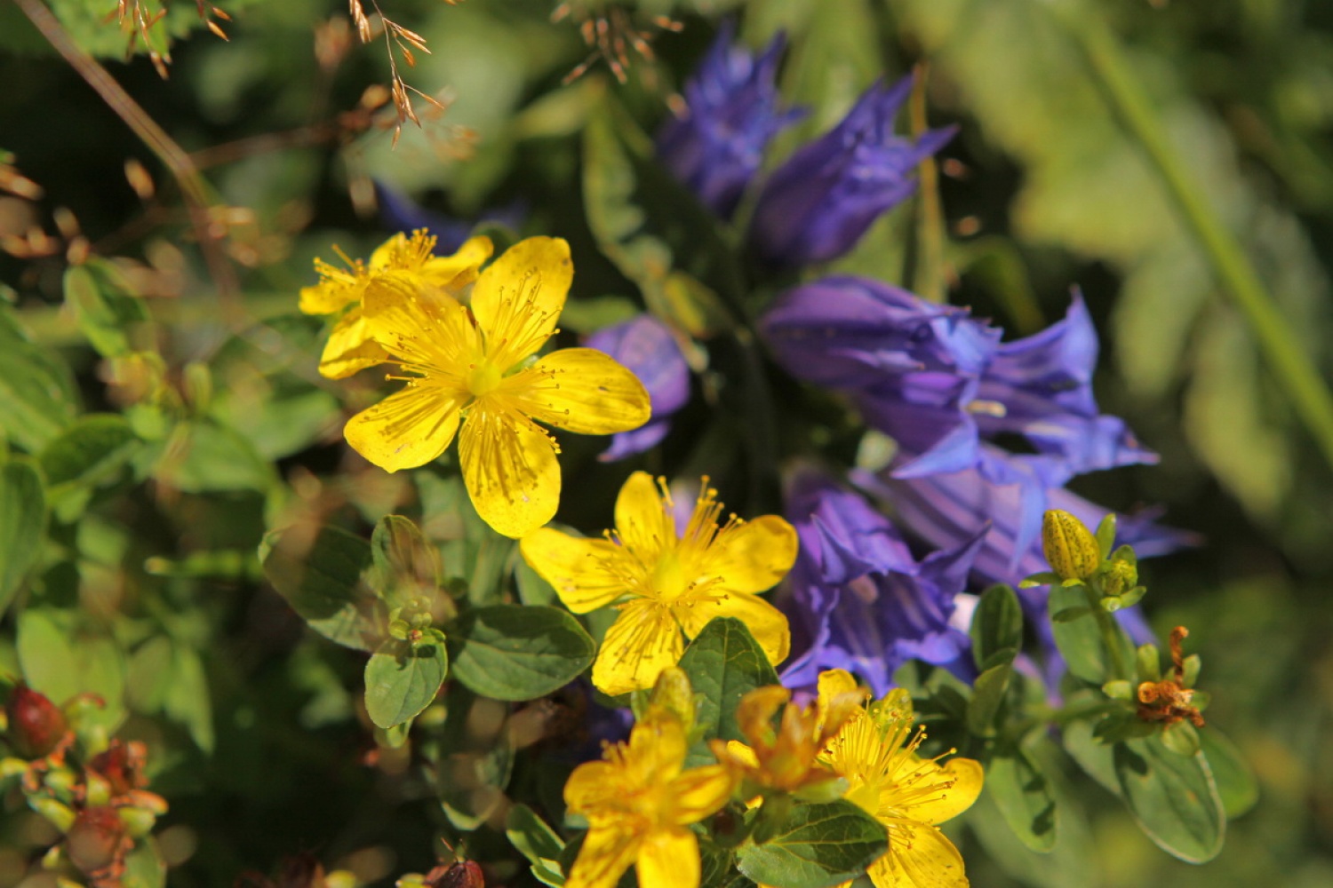 Šentjanževka (Hypericum perforatum) in svečnik