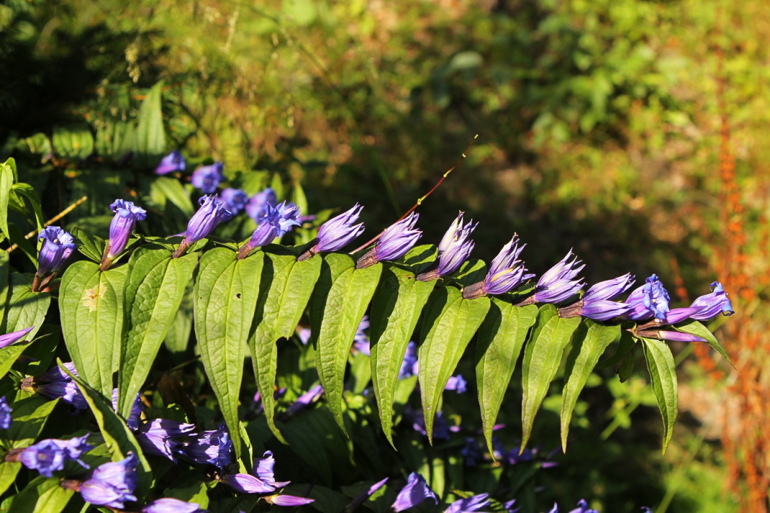 Svečnik (Gentiana asclepiadea)
