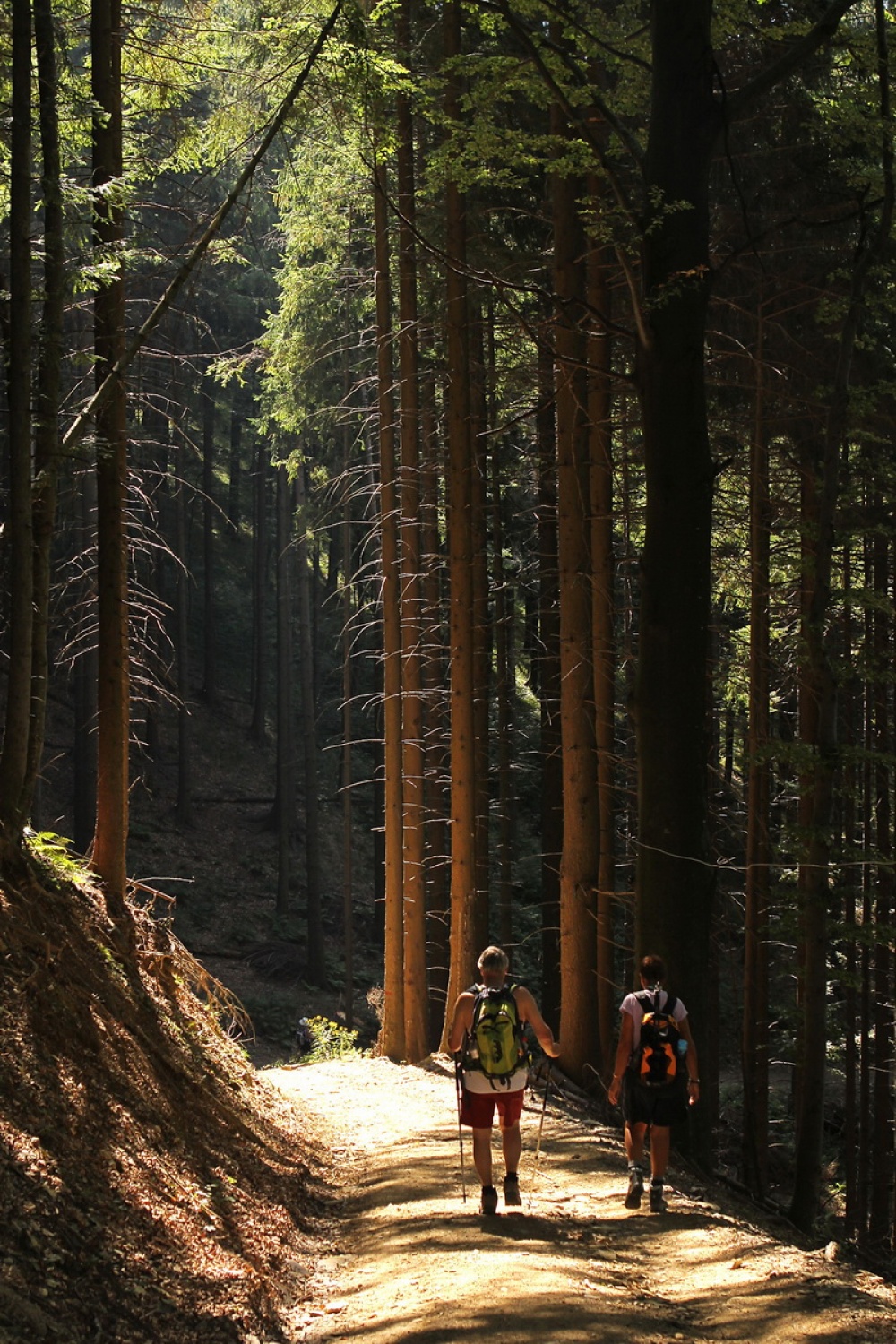 Igra svetlobe v gozdu