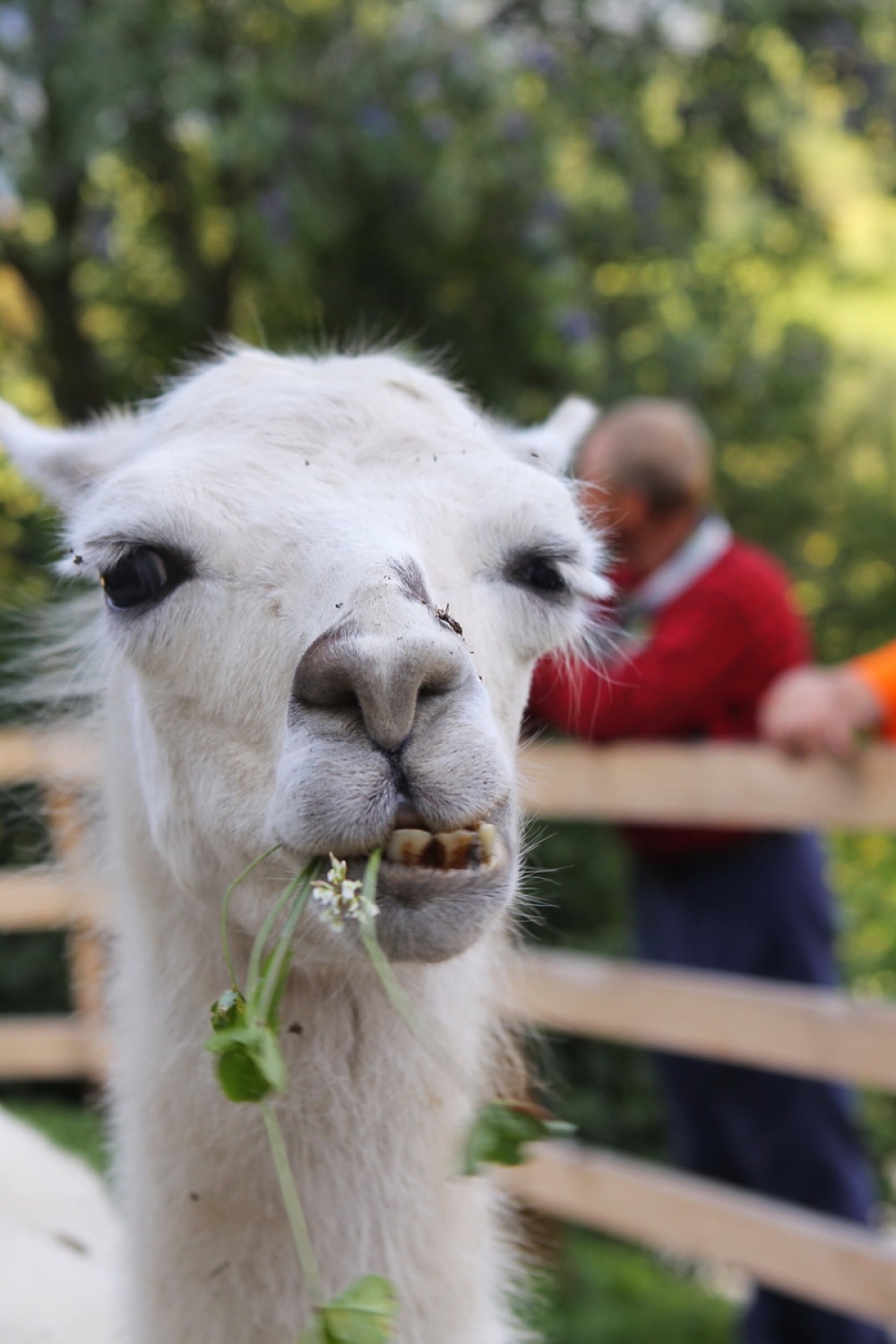 Lama spada v družino kamel  - se vidi :)