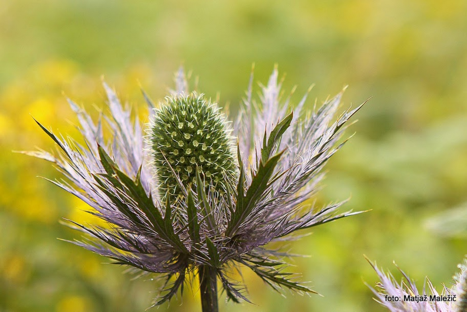 Alpska možina - kraljica Alp  (Eryngium alpinum)