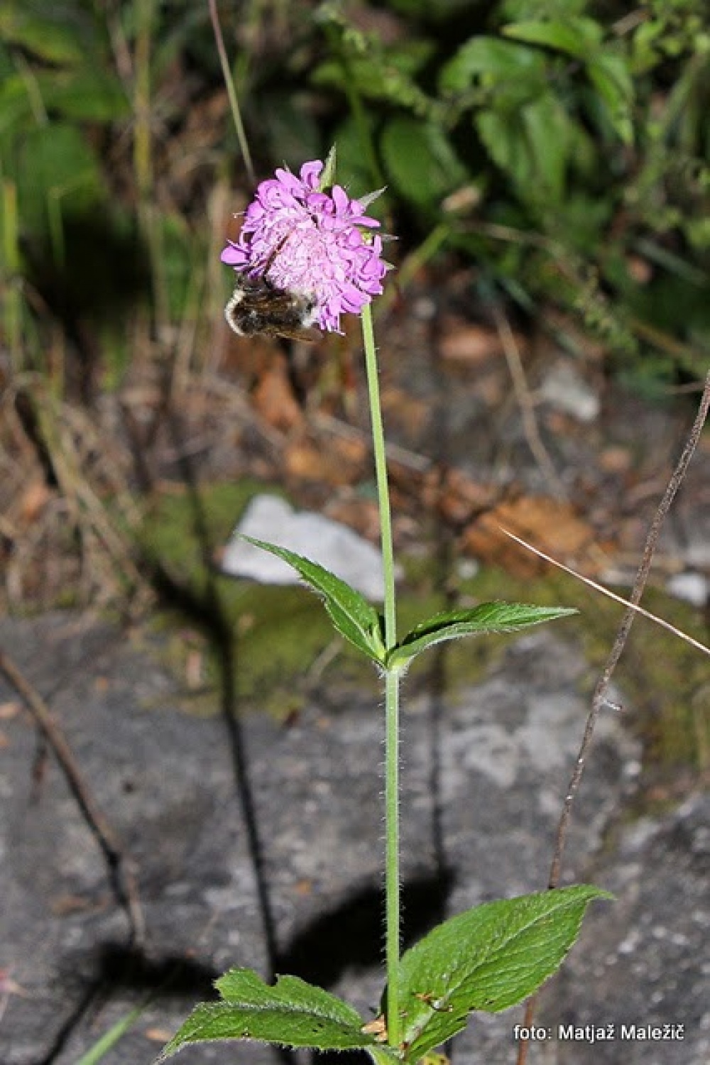 Čmrlj (Bombus sp.) prenočuje na grabljišču