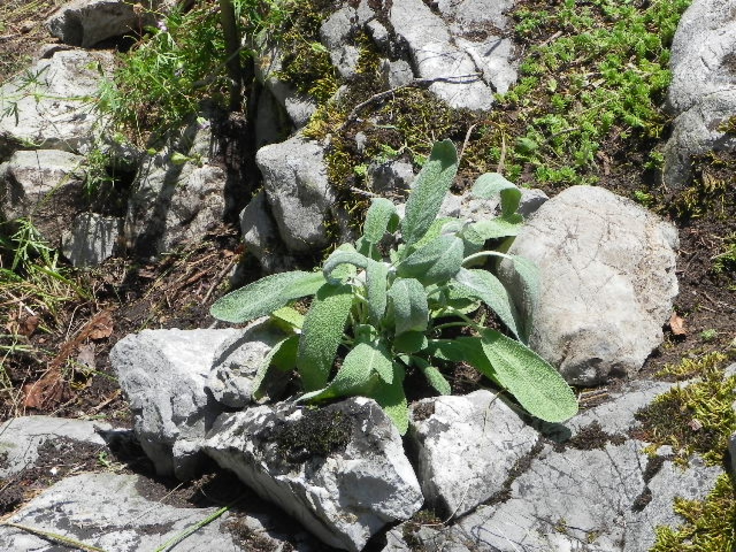 Tabor družin (julij 2014)