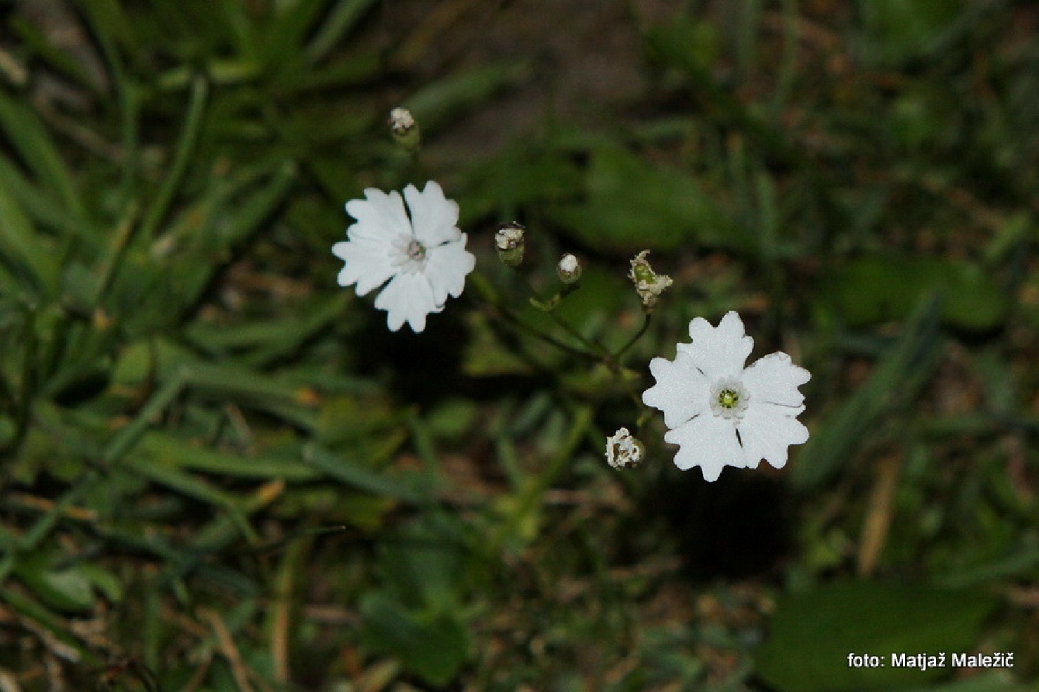 Planinski slizek - slanozor (Silene alpestris)