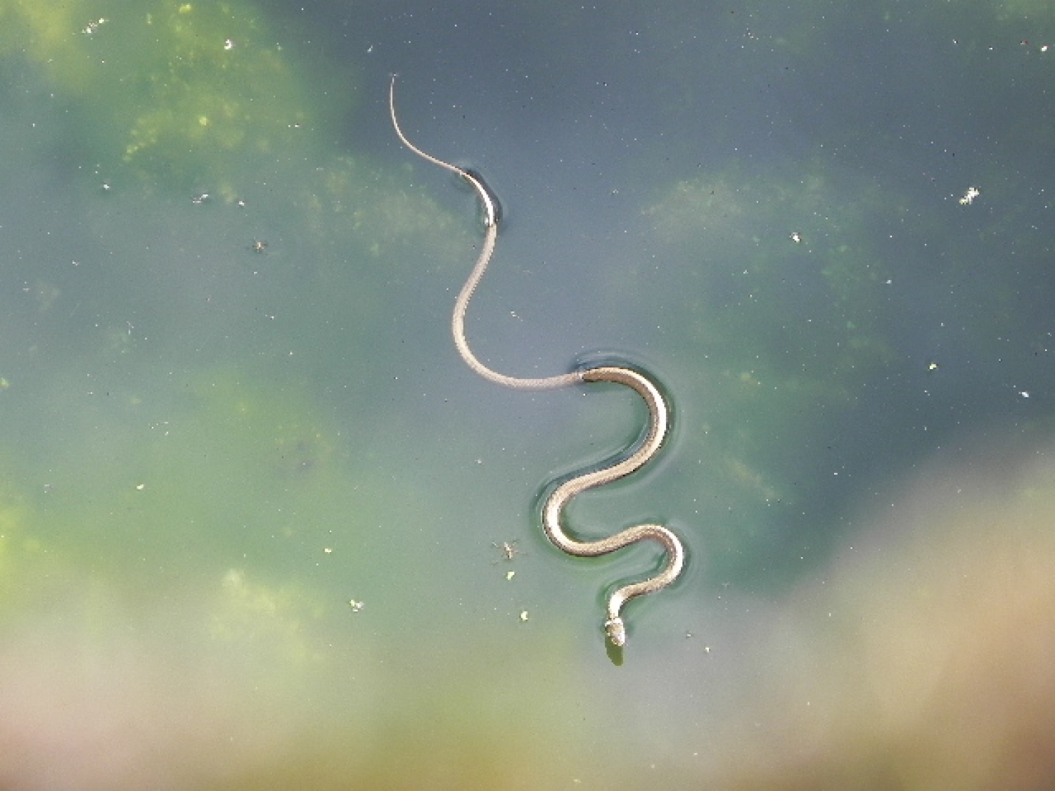 Tabor družin (julij 2014)