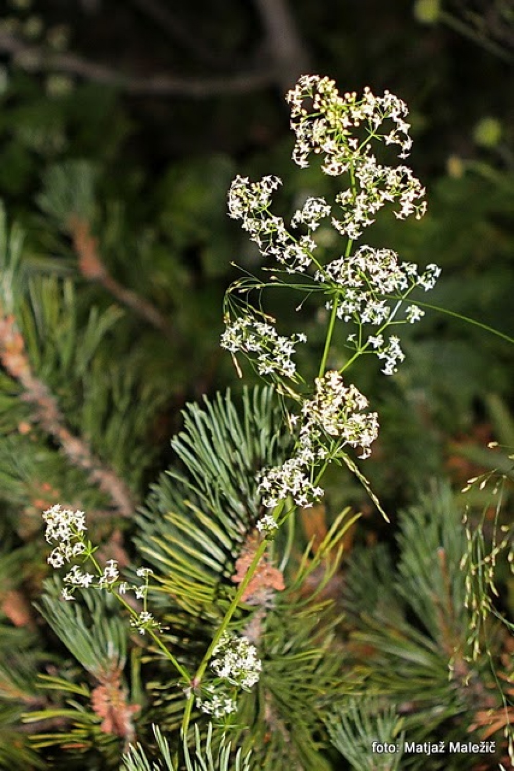 Navadna lakota (Galium mollugo)