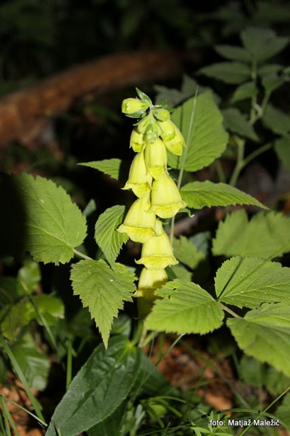Velecvetni naprstec (Digitalis grandiflora)