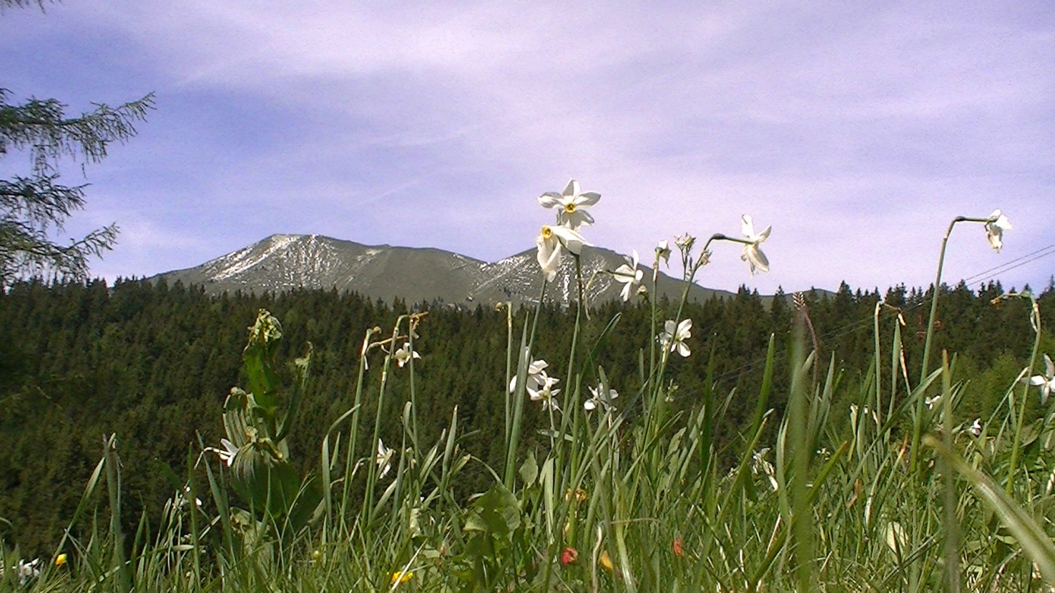 tudi narcise so bile