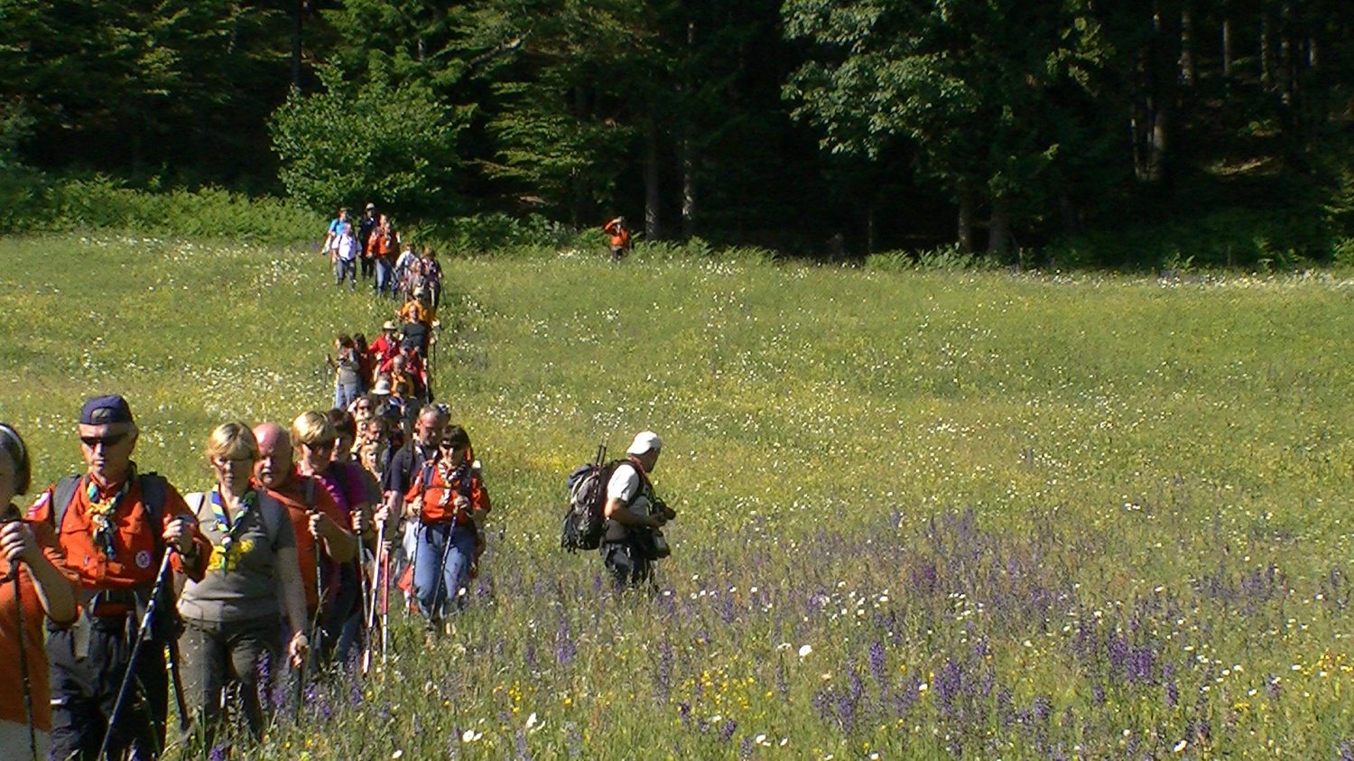 čez cvetoči travnik