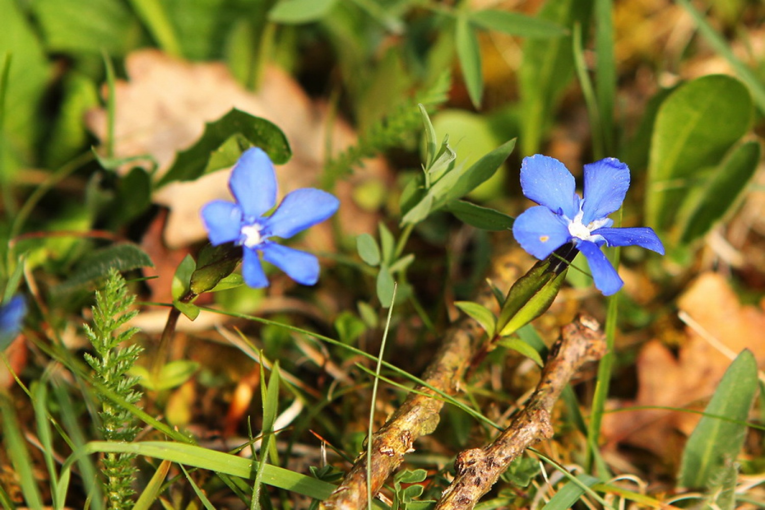Spomladanski svišč (Gentiana verna)