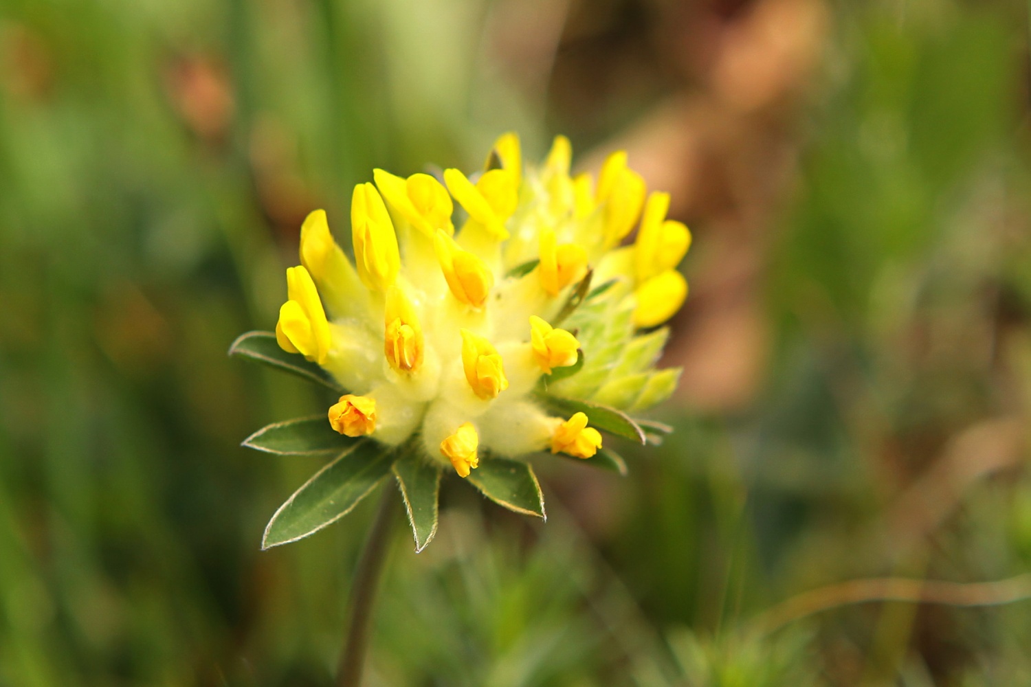 Ranjak  (Anthyllis vulneraria)