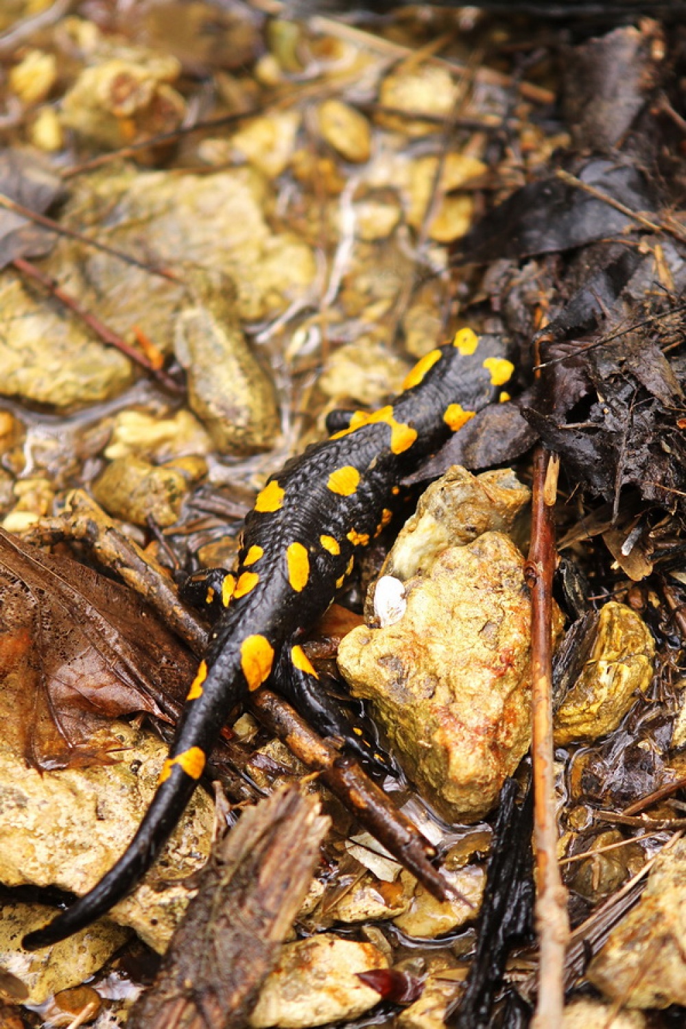 Navadni močerad (Salamandra salamandra)