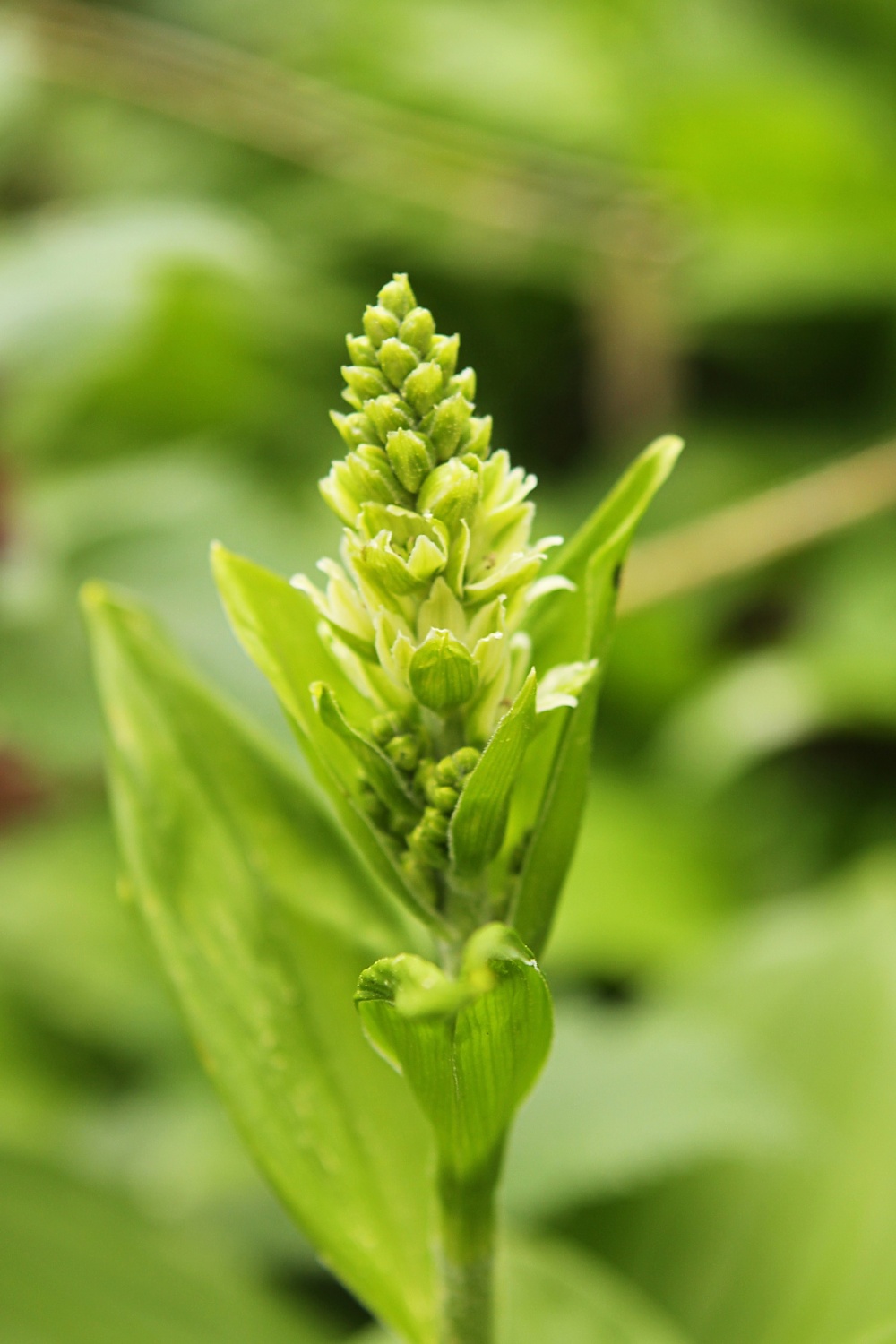 Bela čmerika (Veratrum album)