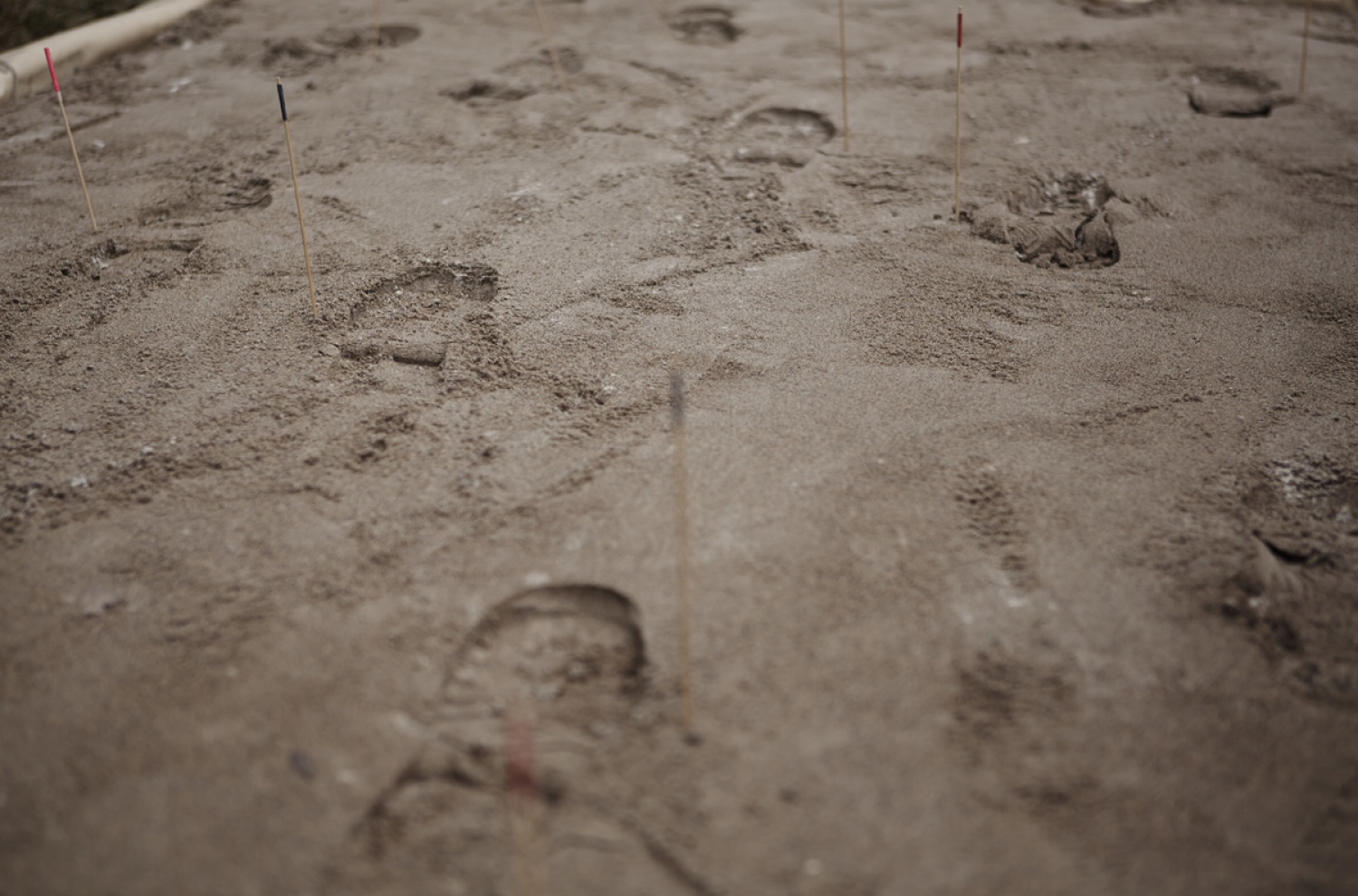 Stezosledski dan 2015