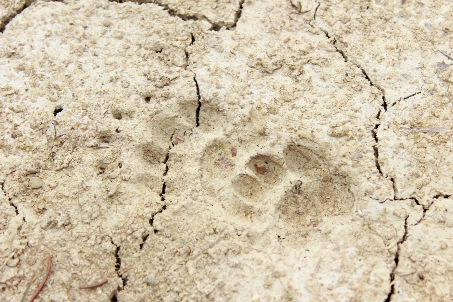 Stezosledski dan 2015