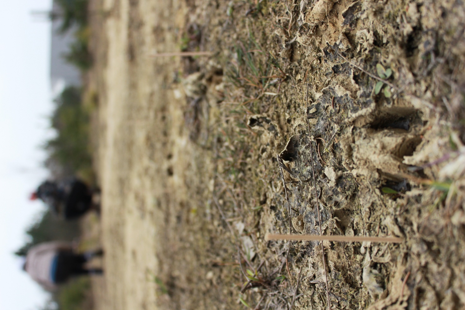 Stezosledski dan 2015