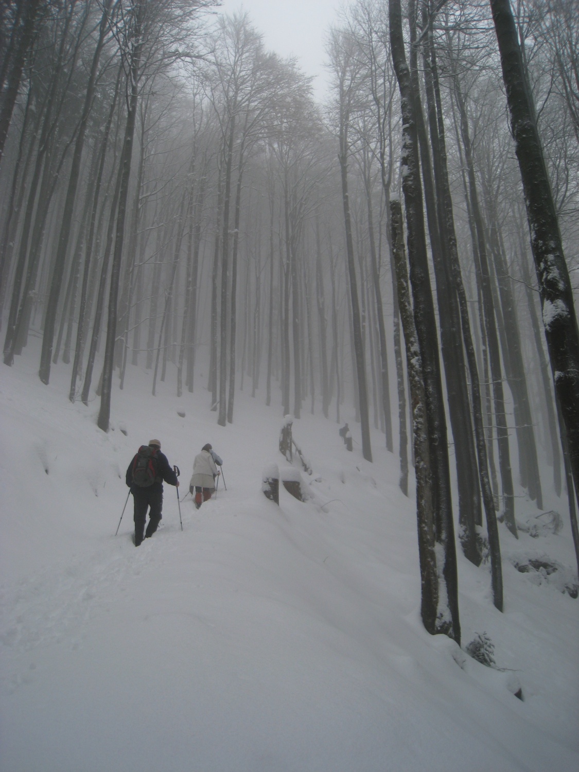 Narava nam ponuja špalir…