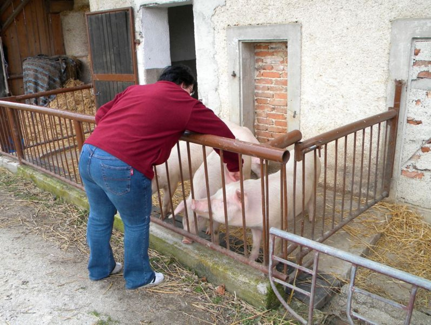 cartlanje prašičev