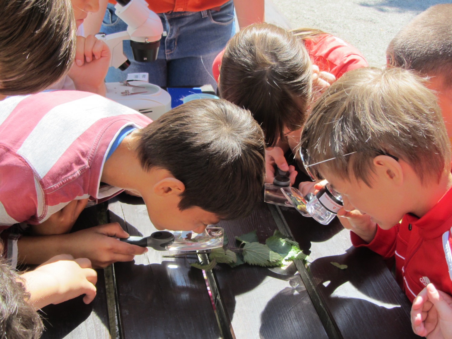 Narava pod drobnogledom