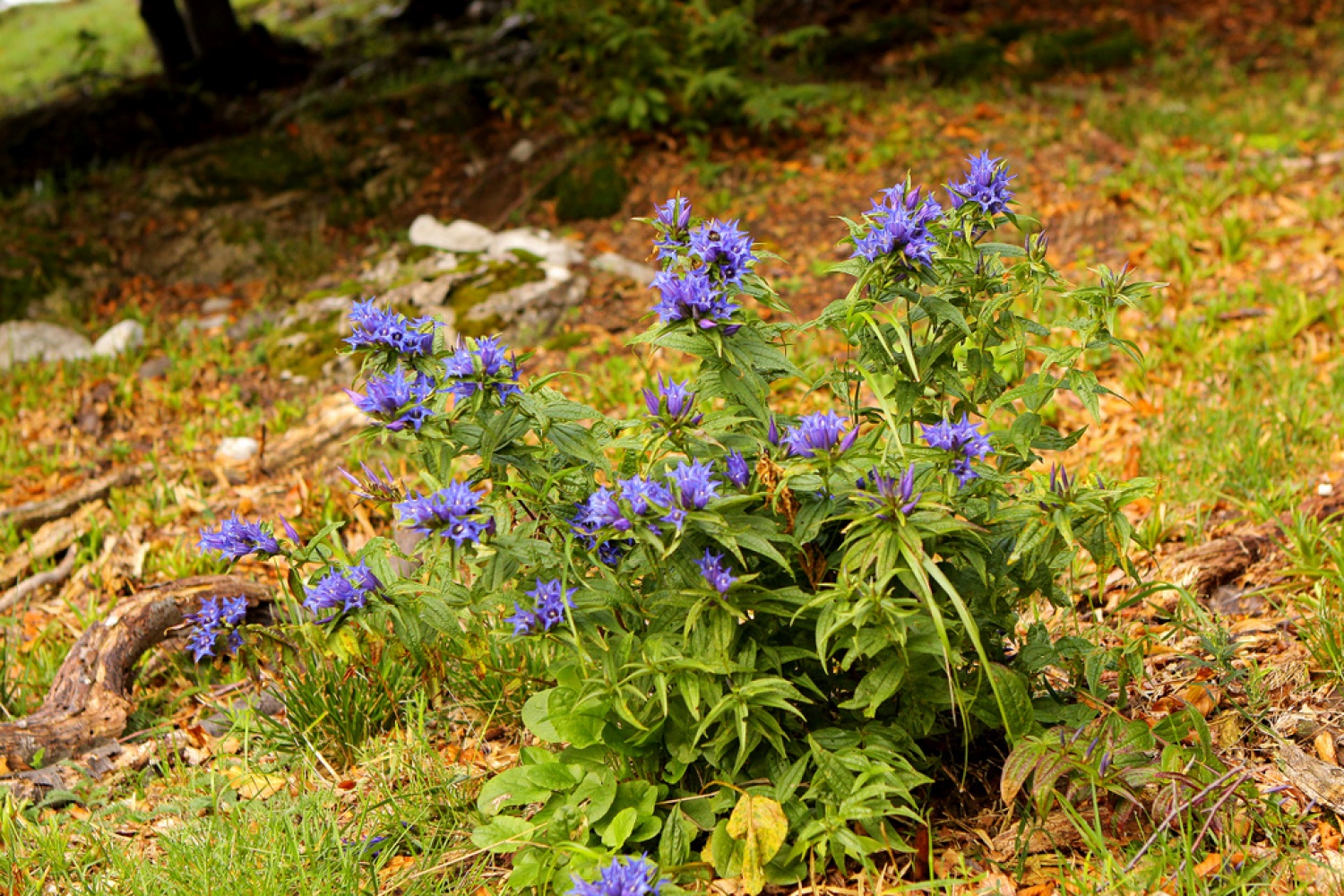 Svečnik  (Gentiana asclepiadea)