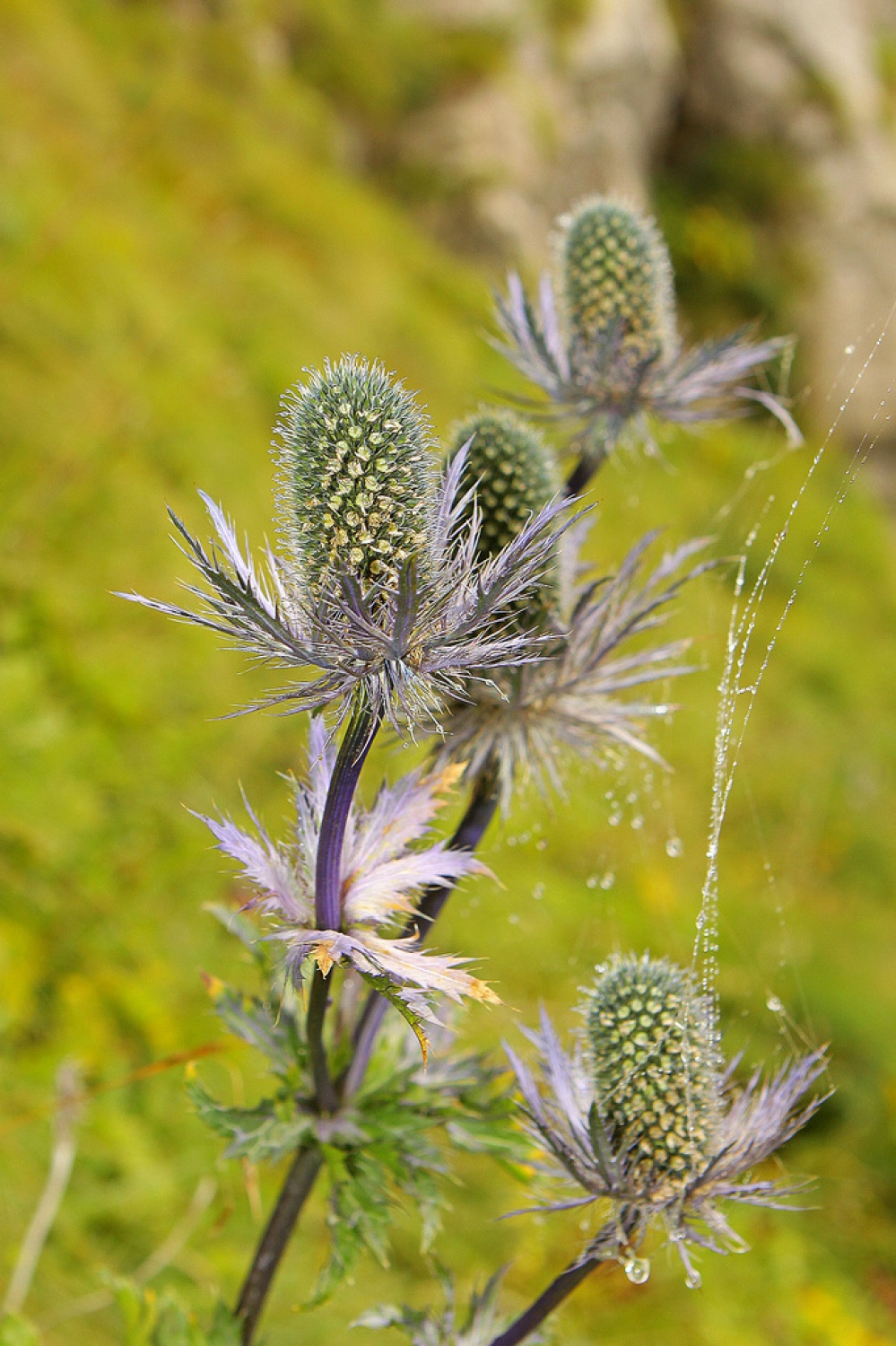 Alpska možina  (Eryngium alpinum) - 2