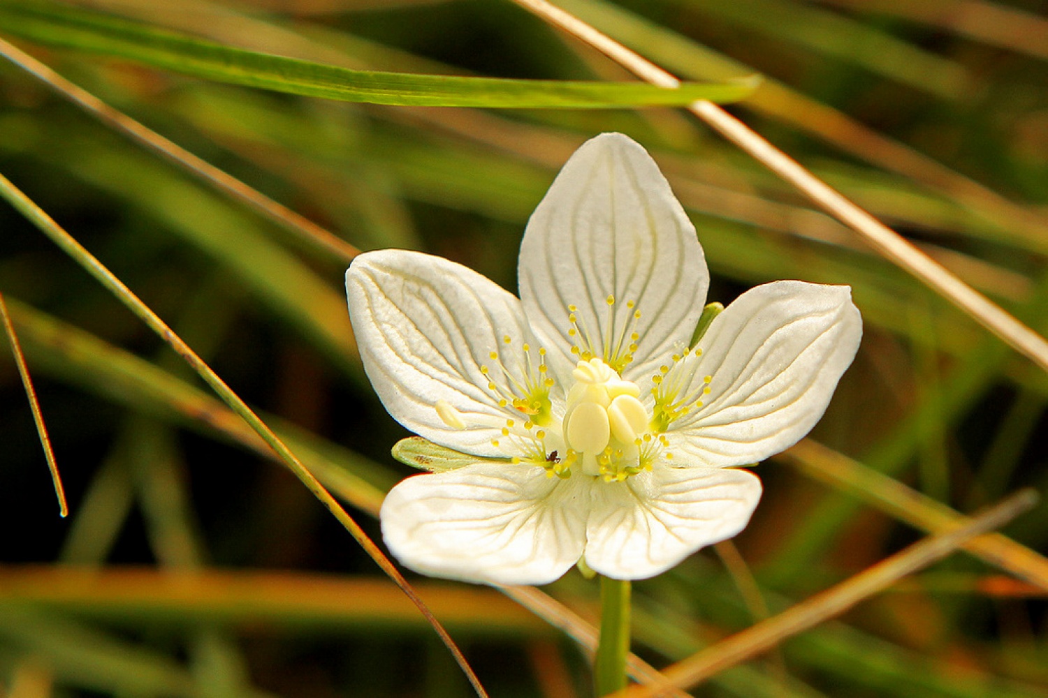 Močvirska samoperka  (Parnassia palustris)