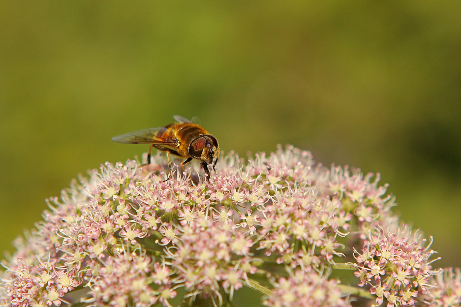 Konjska muha (Eristalis tenax) na cvetu