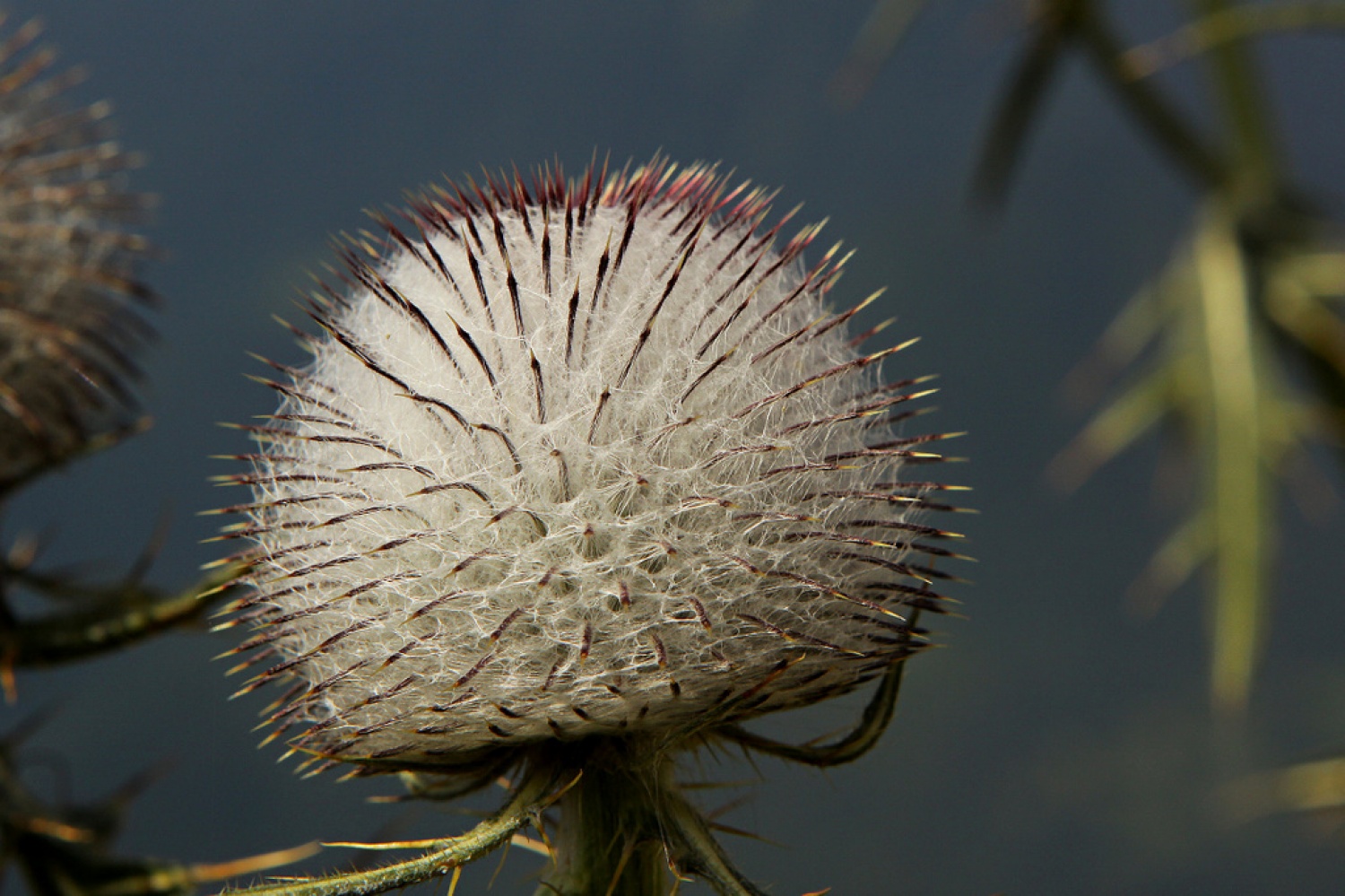 Volnatoglavi osat (Cirsium eriophorum)