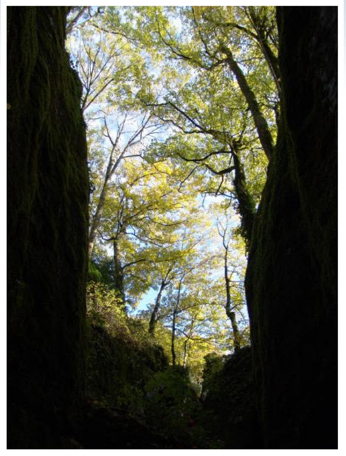 La Verna - pogled v nebo