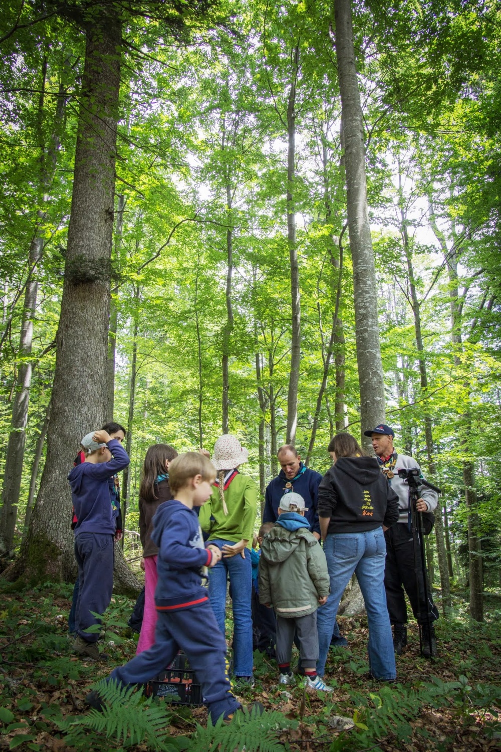 Srna alji divja svinja?
