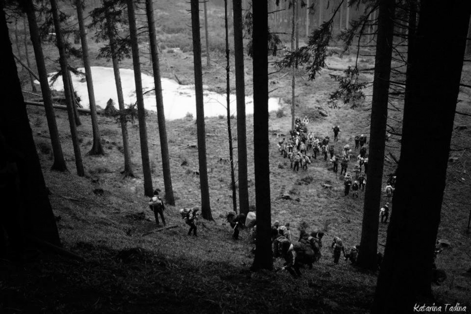 Kaj imata skupnega Zlata lisica in Beli jelen?