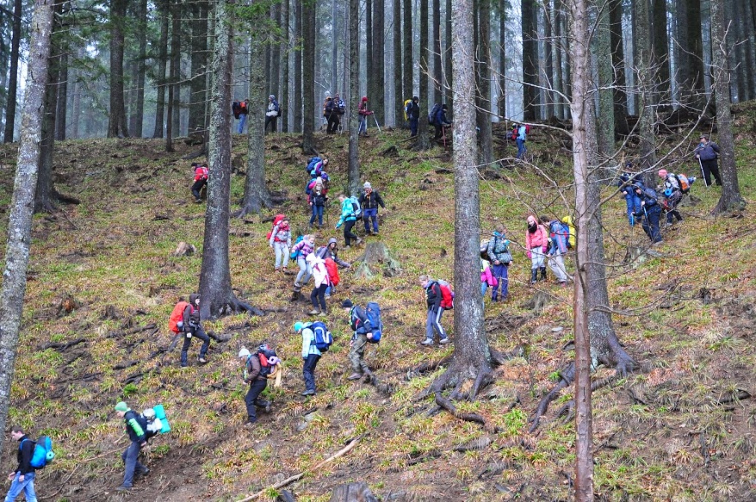 Kaj imata skupnega Zlata lisica in Beli jelen?