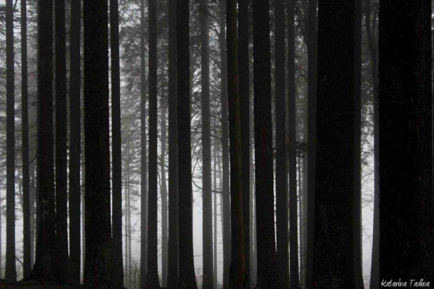 Kaj imata skupnega Zlata lisica in Beli jelen?