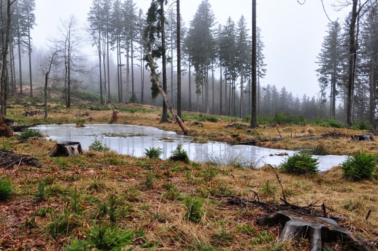 Kaj imata skupnega Zlata lisica in Beli jelen?