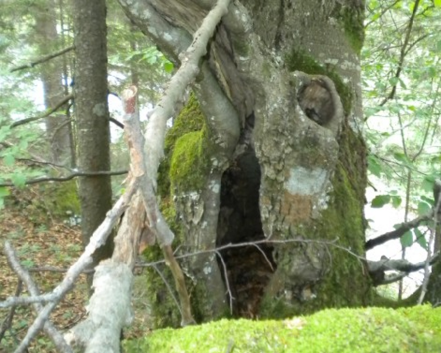 Puščava Ustvarjalne ježevke