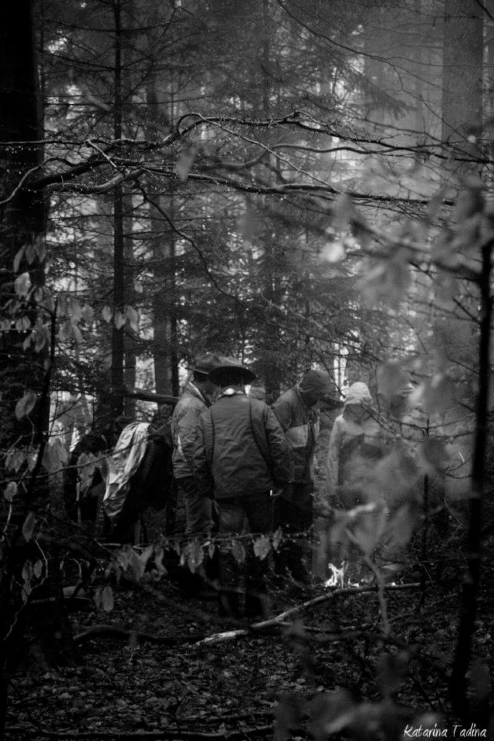 Kaj imata skupnega Zlata lisica in Beli jelen?