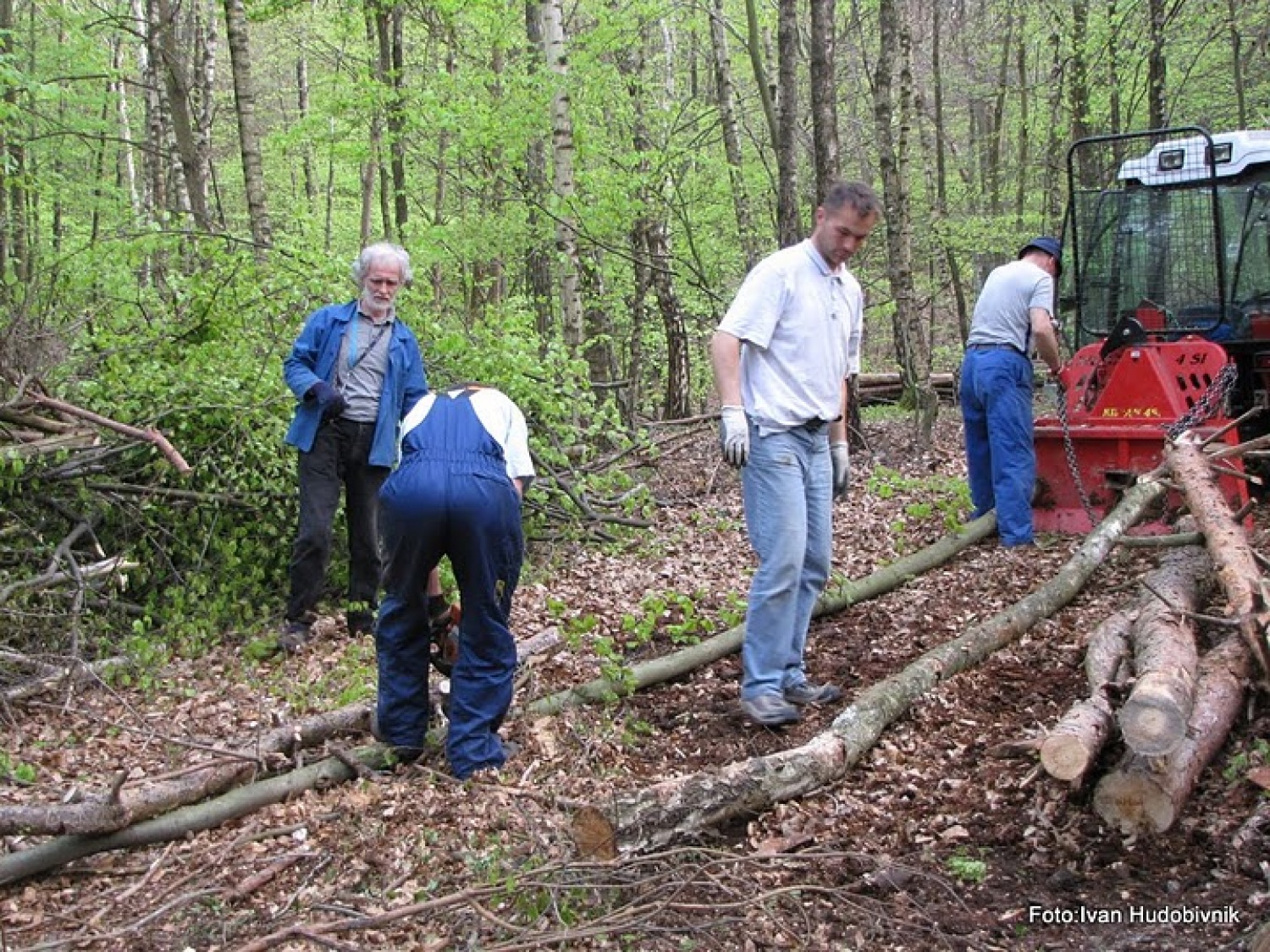 Odstranjevanje debel in vej