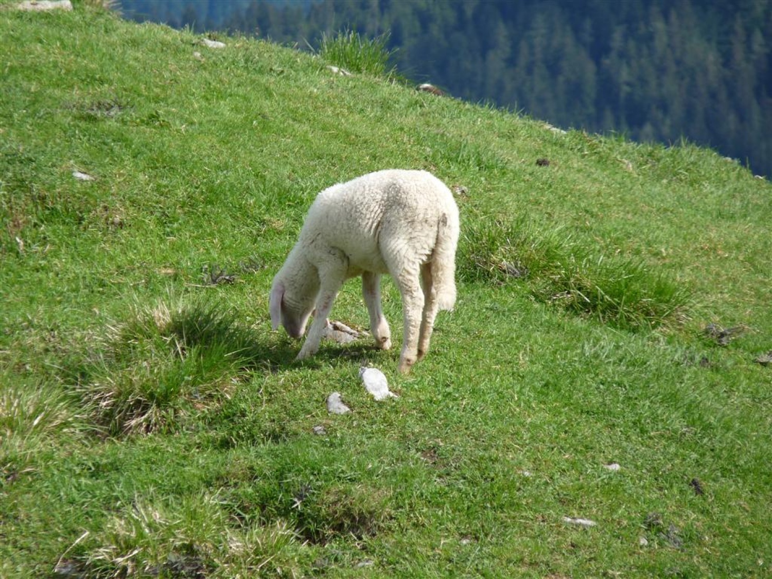 Jagenjček na pašnikih Golice