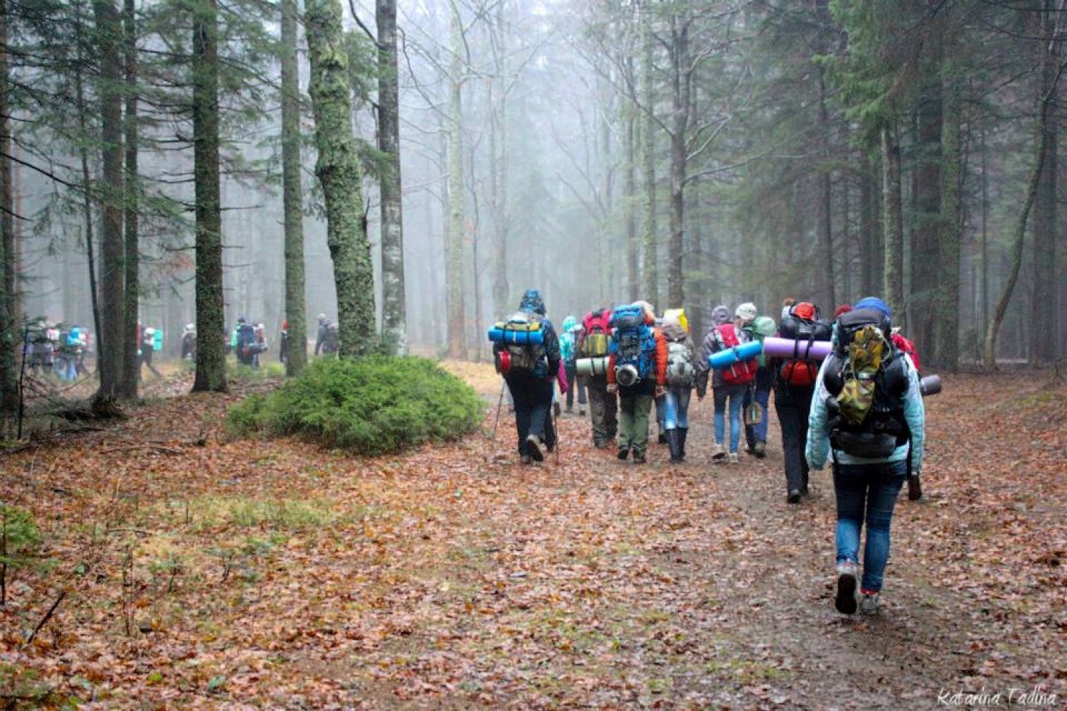 Kaj imata skupnega Zlata lisica in Beli jelen?