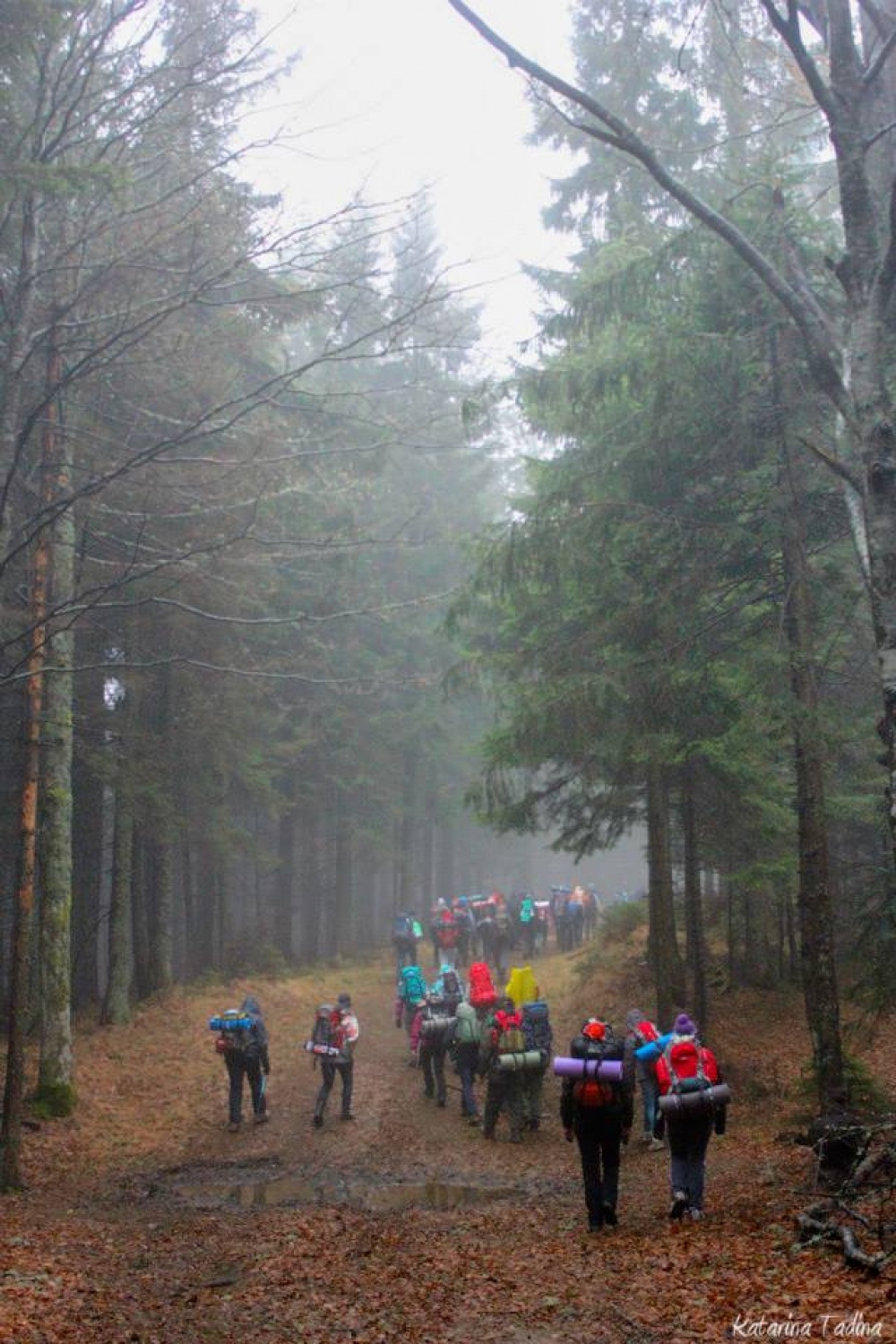 Kaj imata skupnega Zlata lisica in Beli jelen?