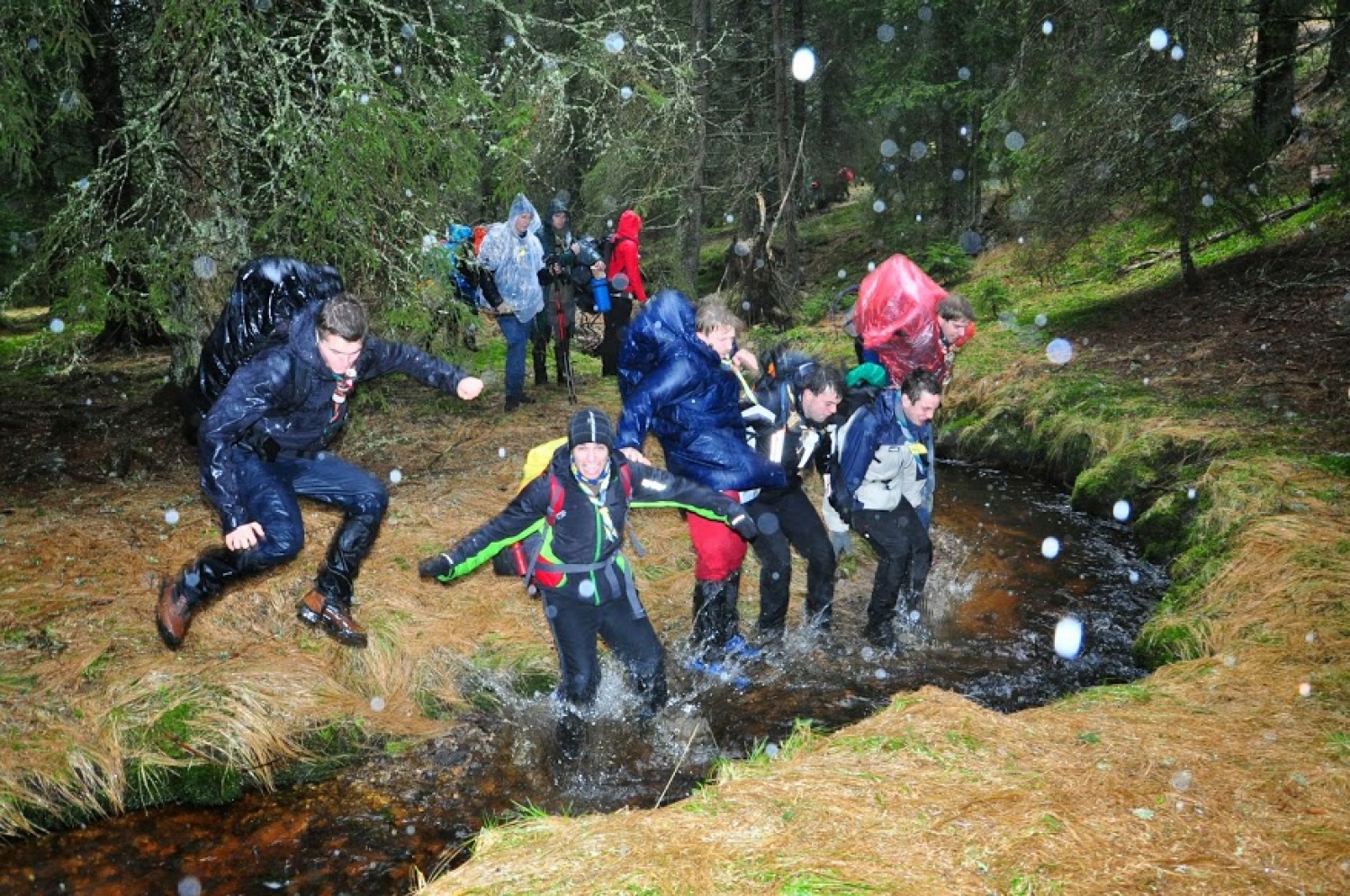 Kaj imata skupnega Zlata lisica in Beli jelen?