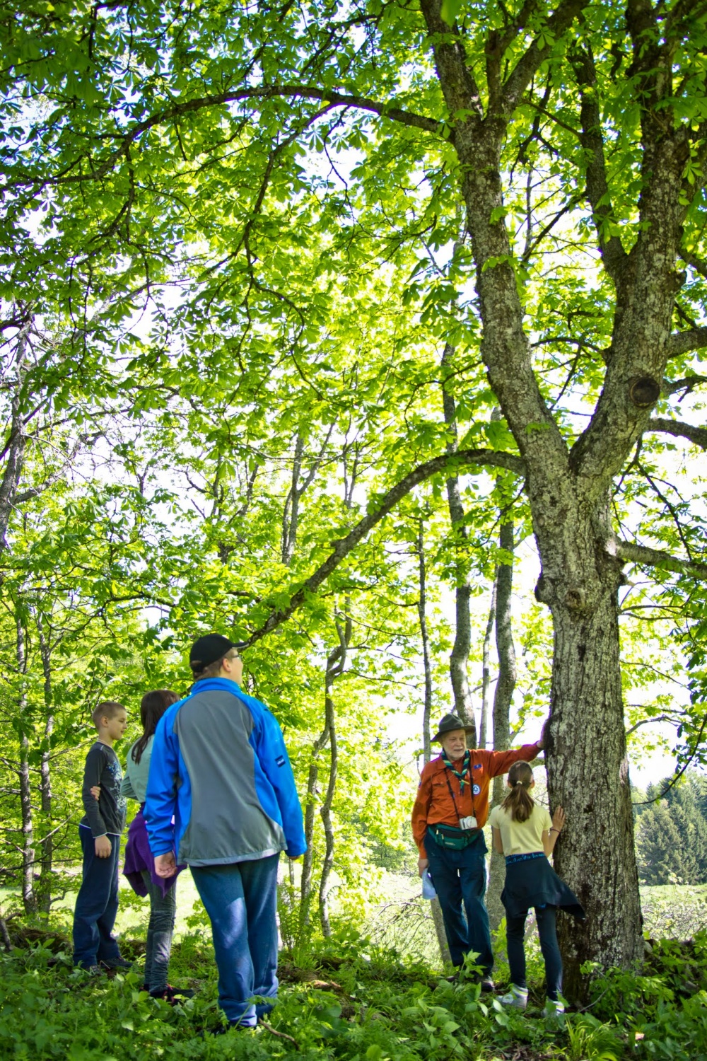 Spoznavanje drevesnih vrst