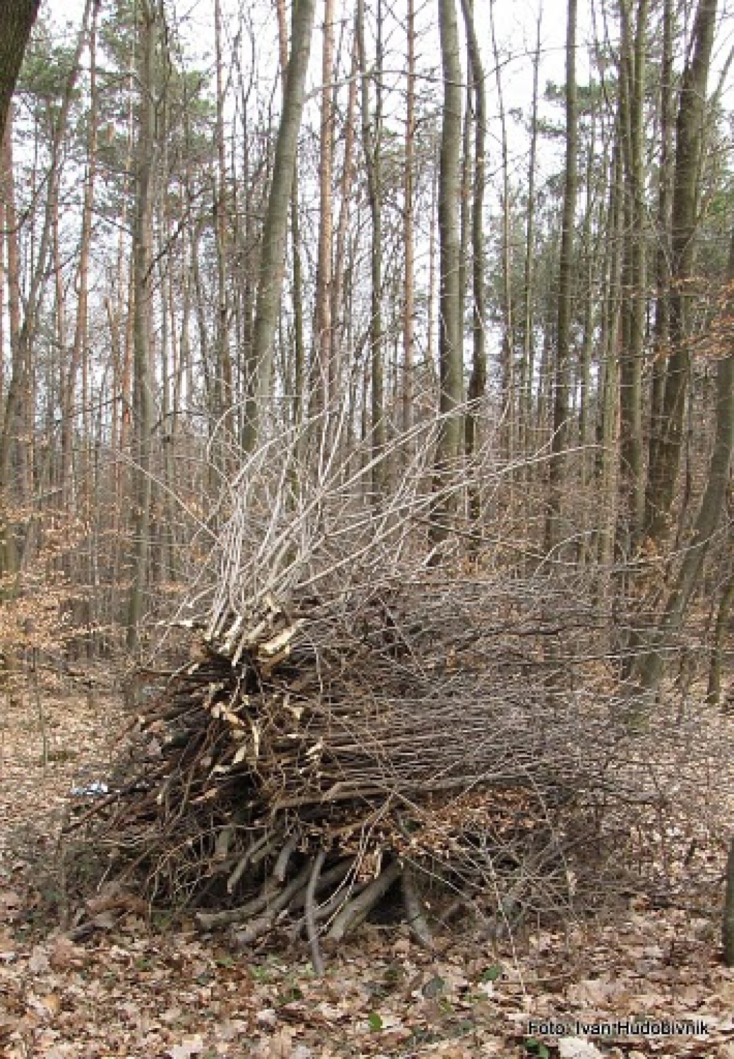 Zložene veje v gozdu