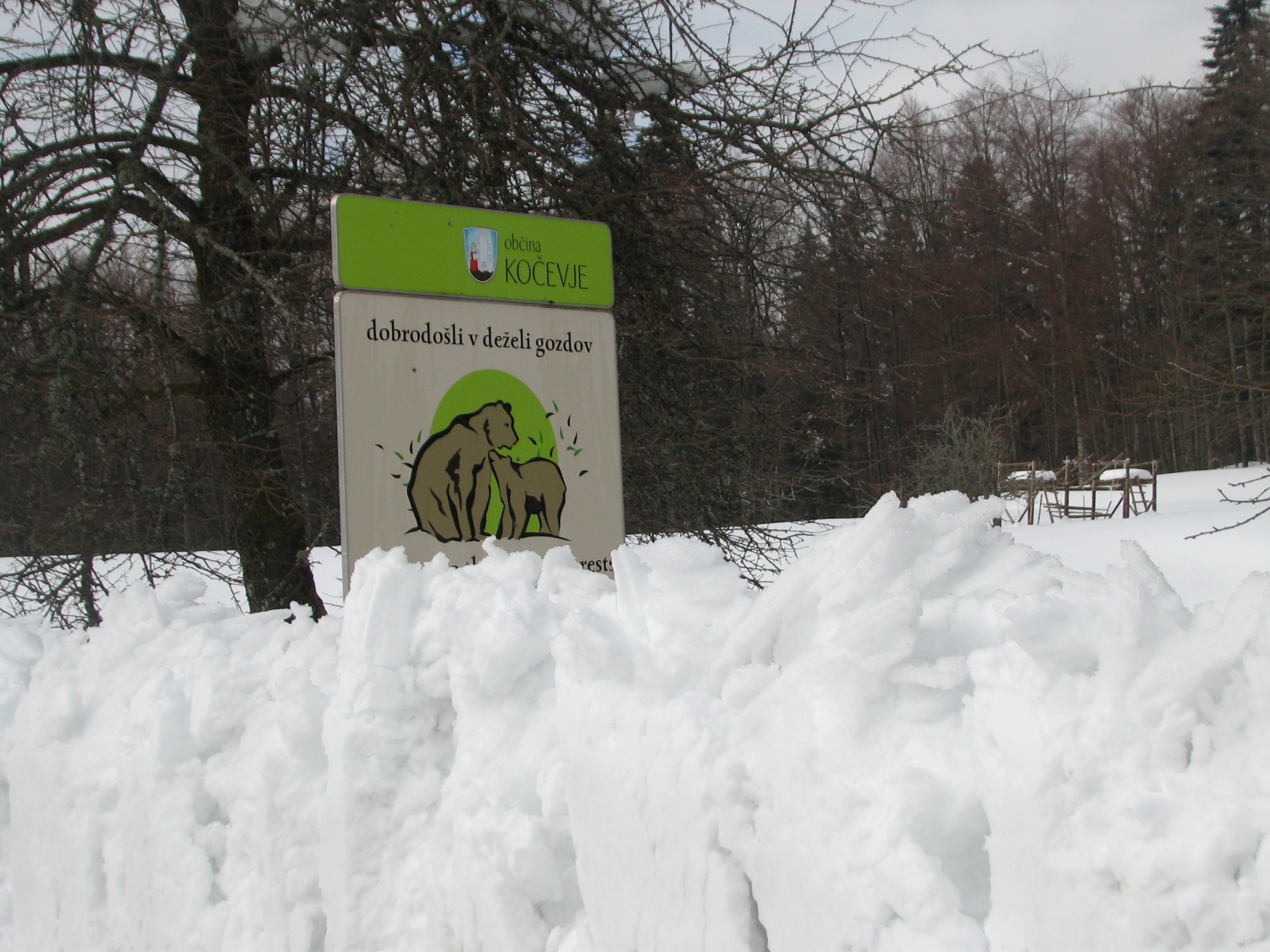 Medvedi kukajo izza snega