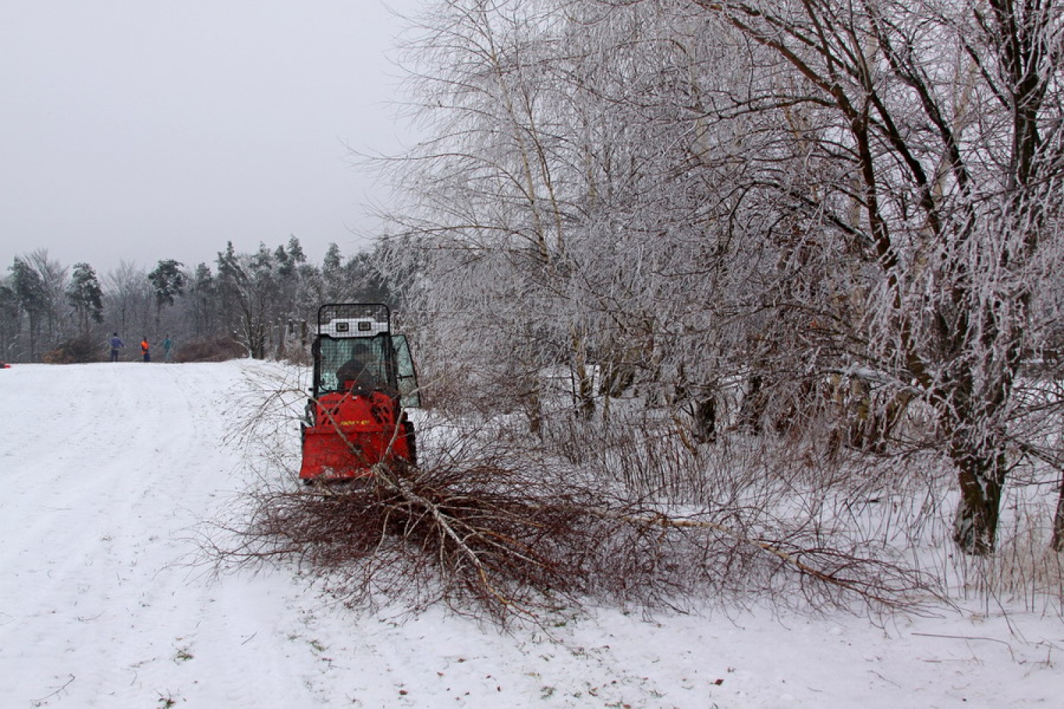 Vlečenje podrtega drevja