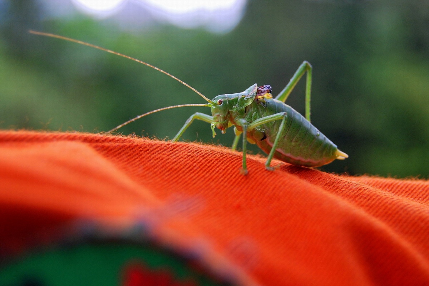 Kobilica (izven kategorije)